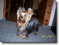 Jorkrsk terier, Yorkshire Terrier,