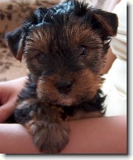 Jorkrsk terier, Yorkshire Terrier,