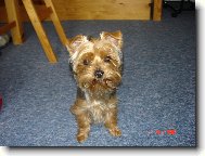 Jorkrsk terier, Yorkshire Terrier,