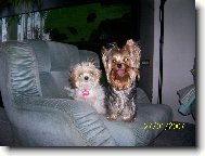 Jorkrsk terier, Yorkshire Terrier,