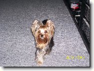 Jorkrsk terier, Yorkshire Terrier,