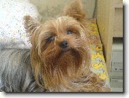 Jorkrsk terier, Yorkshire Terrier,