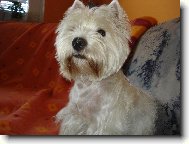 West Highland White Terrier