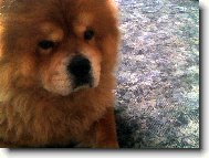 Chow chow \\\\\(Dog standard\\\\\)