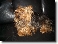 Jorkrsk terier, Yorkshire Terrier,