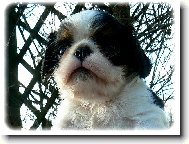 King Charles Spaniel