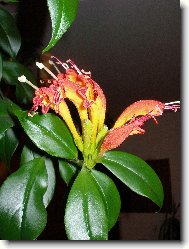 Aeschynanthus