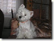 West Highland White Terrier