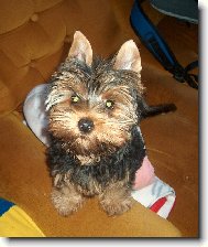 Jorkrsk terier, Yorkshire Terrier,