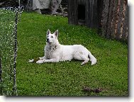 White swiss shepherd dog \\\\\\\\\\\\\\\\\\\\\(Dog standard\\\\\\\\\\\\\\\\\\\\\)