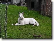 Berger Blanc Suisse, White Swiss Shepherd Dog