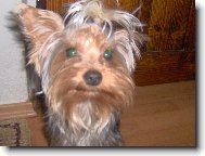 Jorkrsk terier, Yorkshire Terrier,