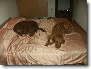 Chesapeake Bay Retriever