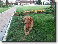 Chesapeake Bay Retriever