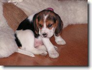 Beagle