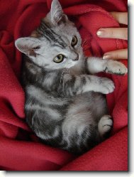 British shorthairs cat