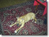 American staffordshire terrier \\\\\(Dog standard\\\\\)