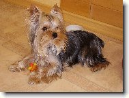 Jorkrsk terier, Yorkshire Terrier,