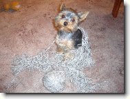 Jorkrsk terier, Yorkshire Terrier,