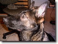 German Shepherd Dog