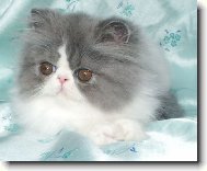 Persian cat