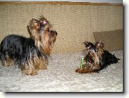 Jorkrsk terier, Yorkshire Terrier,