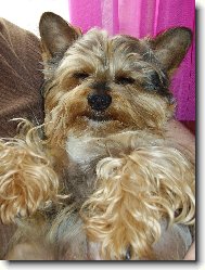 Jorkrsk terier, Yorkshire Terrier,