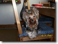 Jorkrsk terier, Yorkshire Terrier,