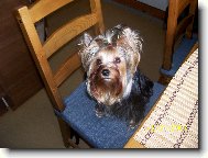 Jorkrsk terier, Yorkshire Terrier,