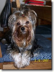 Jorkrsk terier, Yorkshire Terrier,