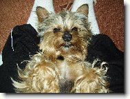 Jorkrsk terier, Yorkshire Terrier,