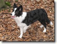 Border collie \\\\\(Dog standard\\\\\)