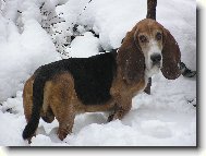 Basset Hound