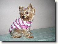 Jorkrsk terier, Yorkshire Terrier,