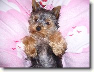 Jorkrsk terier, Yorkshire Terrier,