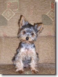 Jorkrsk terier, Yorkshire Terrier,