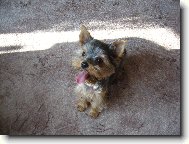 Jorkrsk terier, Yorkshire Terrier,