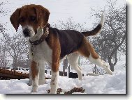 Beagle