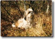 Shih-Tzu