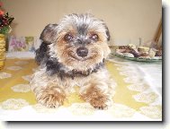 Jorkrsk terier, Yorkshire Terrier,