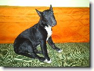 Bull Terrier