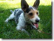 Jack Russell Terrier