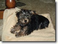 Jorkrsk terier, Yorkshire Terrier,