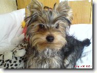 Jorkrsk terier, Yorkshire Terrier,