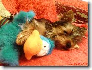 Jorkrsk terier, Yorkshire Terrier,