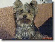 Jorkrsk terier, Yorkshire Terrier,