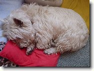 West Highland White Terrier