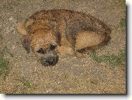 Border Terrier