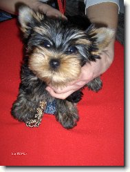 Jorkrsk terier, Yorkshire Terrier,