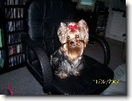 Jorkrsk terier, Yorkshire Terrier,